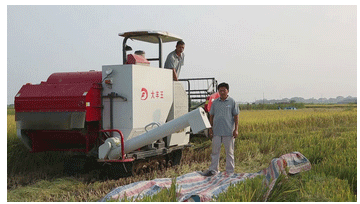 Large Rice Combine Harvester